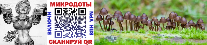 закладки  Белёв  Псилоцибиновые грибы Cubensis 